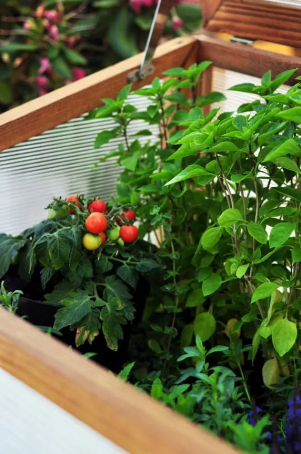 New Greenspot Miniväxthus med lock för balkong och terrass 80x45x120 cm - Växthus på träplattform, Upphöjd träbädd, Kallram med lock på höga ben, Mörk ros | CDON Växthus