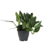 Grön krukväxt - Philodendron 'Cobra' - Höjd 55-65 cm - Kruka 19 cm