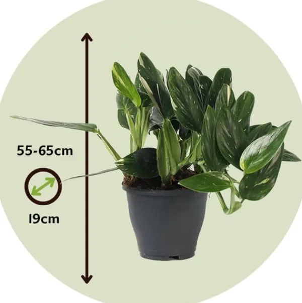 Grön krukväxt - Philodendron 'Cobra' - Höjd 55-65 cm - Kruka 19 cm