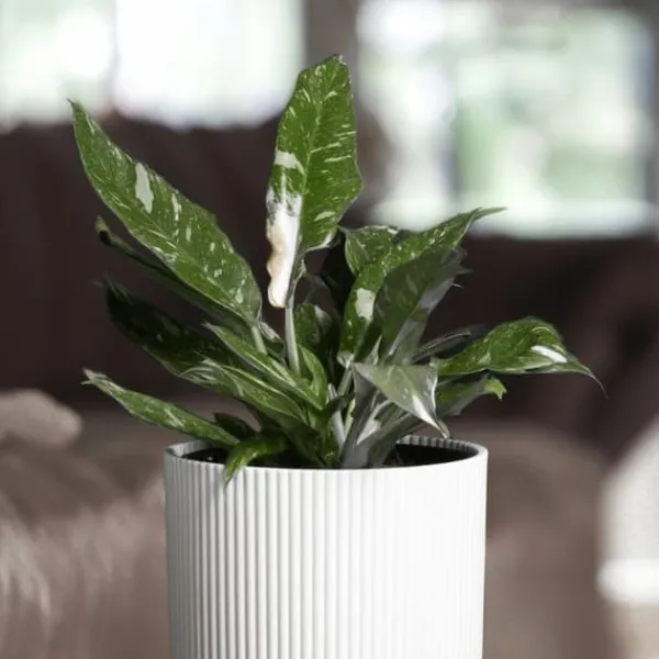 Grön krukväxt - Philodendron 'Cobra' - Höjd 55-65 cm - Kruka 19 cm