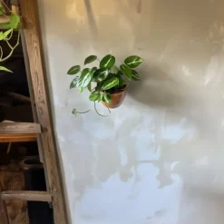 Grön krukväxt - Philodendron 'Cobra' - Höjd 55-65 cm - Kruka 19 cm