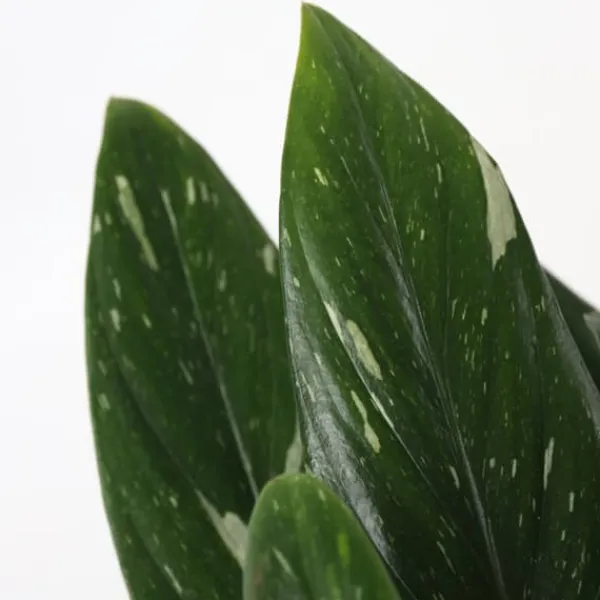 Grön krukväxt - Philodendron 'Cobra' - Höjd 55-65 cm - Kruka 19 cm