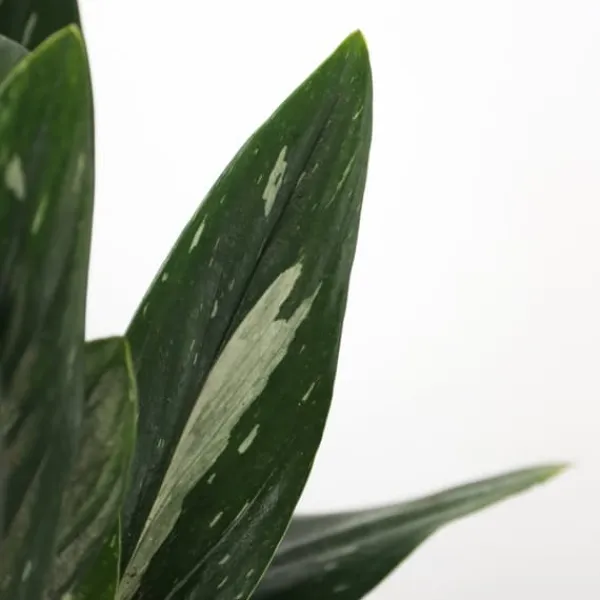 Grön krukväxt - Philodendron 'Cobra' - Höjd 55-65 cm - Kruka 19 cm