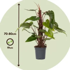 Clearance Grön krukväxt - Philodendron 'Red Emerald' - Höjd 70-80 cm - Kruka 19 cm Krukväxter Inomhus