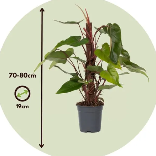 Clearance Grön krukväxt - Philodendron 'Red Emerald' - Höjd 70-80 cm - Kruka 19 cm Krukväxter Inomhus
