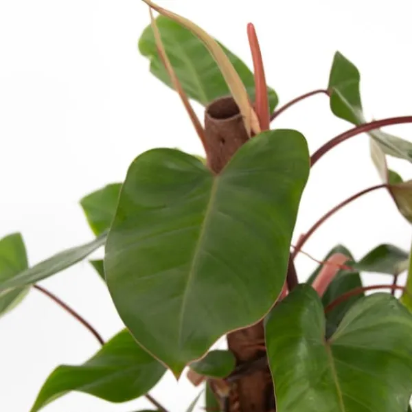 Clearance Grön krukväxt - Philodendron 'Red Emerald' - Höjd 70-80 cm - Kruka 19 cm Krukväxter Inomhus