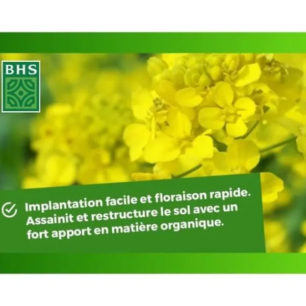 Gröna gödningsmedel - BHS - Vit senap 500 g | 100 m² | Förbättrar och desinficerar jorden för bättre bördighet.