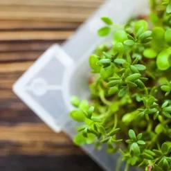 Clearance Gröna groddar med Rädisafrön Kit För Växt- & Örtplantering