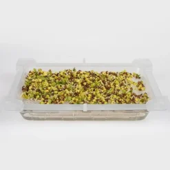Clearance Gröna groddar med Rädisafrön Kit För Växt- & Örtplantering