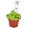 Gräset - Pinguicula - överraskningssort - kruka 9cm Krukväxter Inomhus