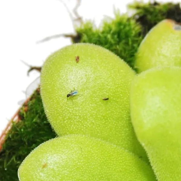 Gräset - Pinguicula - överraskningssort - kruka 9cm Krukväxter Inomhus