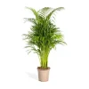 Guldfruktpalmer - Dypsis lutescens - Areca - Ensamväxande planta - höjd ca 100-120cm - kruka 21cm