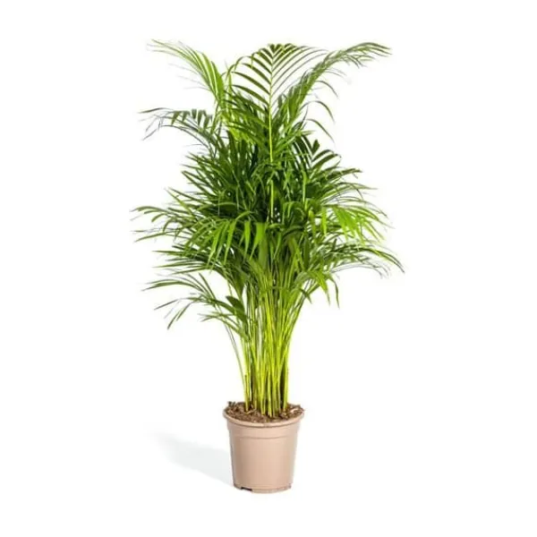 Guldfruktpalmer - Dypsis lutescens - Areca - Ensamväxande planta - höjd ca 100-120cm - kruka 21cm