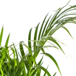 Guldfruktpalmer - Dypsis lutescens - Areca - Ensamväxande planta - höjd ca 100-120cm - kruka 21cm