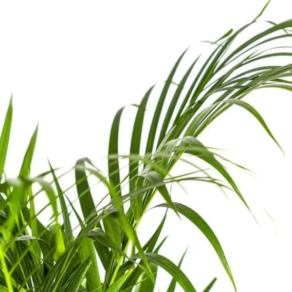 Guldfruktpalmer - Dypsis lutescens - Areca - Ensamväxande planta - höjd ca 100-120cm - kruka 21cm