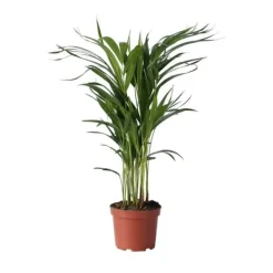 Best Guldpalm - Dypsis lutescens - Höjd 60-70cm - ⌀17cm Krukväxter Inomhus