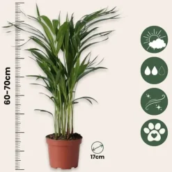 Best Guldpalm - Dypsis lutescens - Höjd 60-70cm - ⌀17cm Krukväxter Inomhus