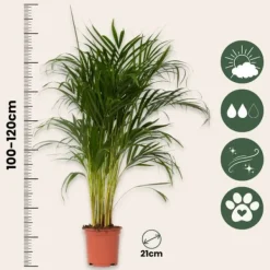 Guldpalm - Dypsis lutescens - Höjd 100-120cm - ⌀21cm