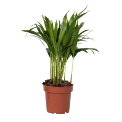 Guldpalm - Dypsis lutescens - Höjd 30-45cm - Pot 12cm
