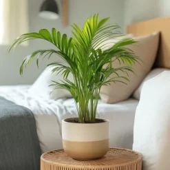 Guldpalm - Dypsis lutescens - Höjd 30-45cm - Pot 12cm