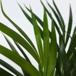 Guldpalm - Dypsis lutescens - Höjd 30-45cm - Pot 12cm