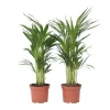 Outlet Guldpalm - Set om 2 - Dypsis lutescens - Höjd 60-70cm - ⌀17cm Krukväxter Inomhus