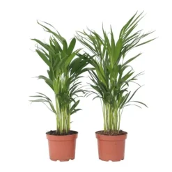 Outlet Guldpalm - Set om 2 - Dypsis lutescens - Höjd 60-70cm - ⌀17cm Krukväxter Inomhus