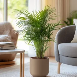 Outlet Guldpalm - Set om 2 - Dypsis lutescens - Höjd 60-70cm - ⌀17cm Krukväxter Inomhus