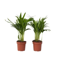 Guldpalm - Set om 2 - Dypsis lutescens - Höjd 30-45cm - ⌀12cm