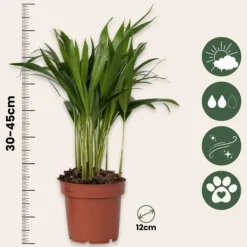 Guldpalm - Set om 2 - Dypsis lutescens - Höjd 30-45cm - ⌀12cm