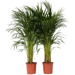 Guldpalm - Set om 2 - Dypsis lutescens - Höjd 100-120cm - ⌀21cm