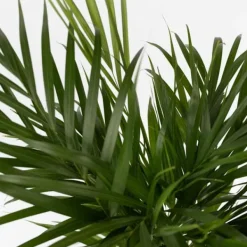 Guldpalm - Set om 2 - Dypsis lutescens - Höjd 100-120cm - ⌀21cm