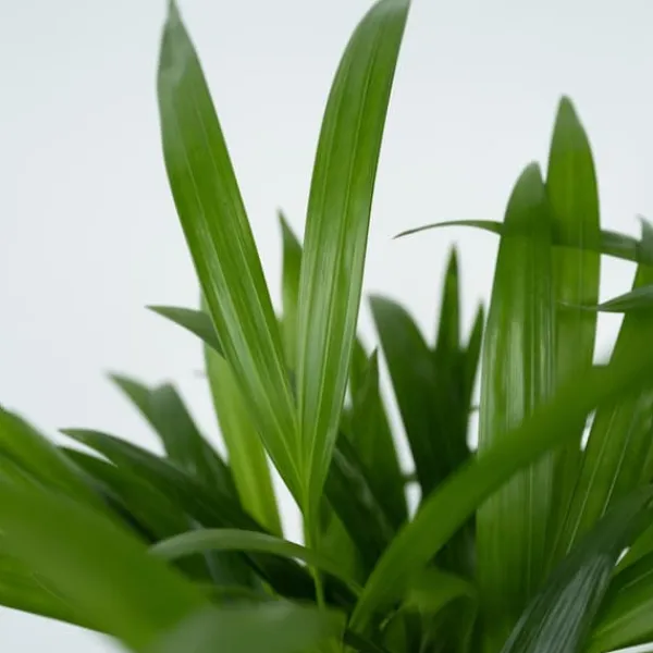 Guldpalm - Set om 2 - Dypsis lutescens - Höjd 100-120cm - ⌀21cm