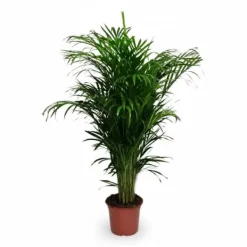Hot Guldpalm (Areca) Krukväxt Ø24 cm, Höjd ca 125 cm Krukväxter Inomhus