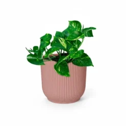 Outlet Guldranka 'Aureum' i Rosa Kruka 14 cm Krukväxter Inomhus