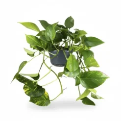 Outlet Gullranka Epipremnum Aureum Ø15cm Höjd ca 25cm – Luftrenande Krukväxt Krukväxter Inomhus