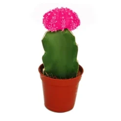 Gymnocalycium mihanovichii - jordgubbs kaktus - rosa - kruka på 5,5 cm