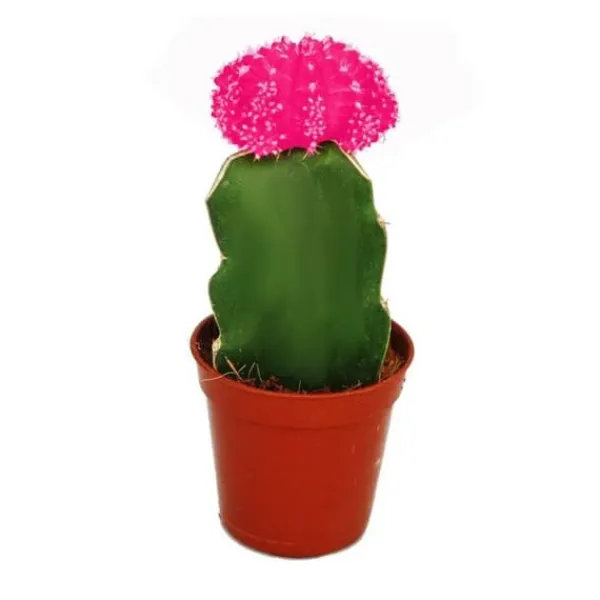 Gymnocalycium mihanovichii - jordgubbs kaktus - rosa - kruka på 5,5 cm