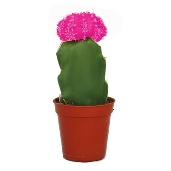 Gymnocalycium mihanovichii - jordgubbs kaktus - rosa - kruka på 5,5 cm