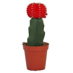 Gymnocalycium mihanovichii - jordgubbs-kaktus - röd - 5,5 cm kruka