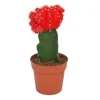 Hot Gymnocalycium mihanovichii - jordgubbs-kaktus - röd - 8,5 cm kruka Krukväxter Inomhus