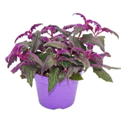 Best Gynura Purple Passion - sammetsblad - sammetsnässla - lila växt 12cm Krukväxter Inomhus