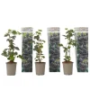 New Hallonsläktet - Set om 3 - Rubus Thornless - Höjd 25-40cm - ⌀9cm Buskar
