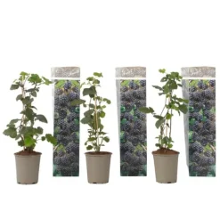 New Hallonsläktet - Set om 3 - Rubus Thornless - Höjd 25-40cm - ⌀9cm Buskar