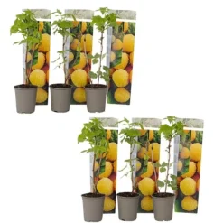 Outlet Hallonväxt - Set om 6 - Rubus idaeus 'Fallgold' - Höjd 25-40cm - ⌀9cm Buskar
