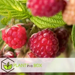 Hallonväxt - Set om 3 - Rubus ideaus 'Autumn Bliss' - Höjd 25-40cm - ⌀9cm