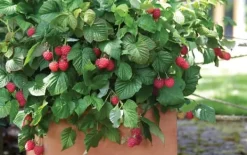 Hallonväxt - Set om 3 - Rubus ideaus 'Autumn Bliss' - Höjd 25-40cm - ⌀9cm
