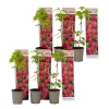 Hallonväxt - Set om 6 - Rubus ideaus 'Autumn Bliss' - Höjd 25-40cm - ⌀9cm