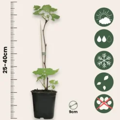 Hallonväxt - Set om 6 - Rubus ideaus 'Autumn Bliss' - Höjd 25-40cm - ⌀9cm