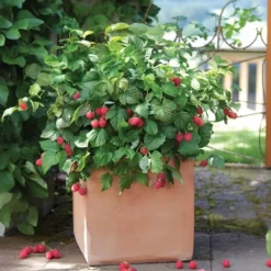 Hallonväxt - Set om 6 - Rubus ideaus 'Autumn Bliss' - Höjd 25-40cm - ⌀9cm